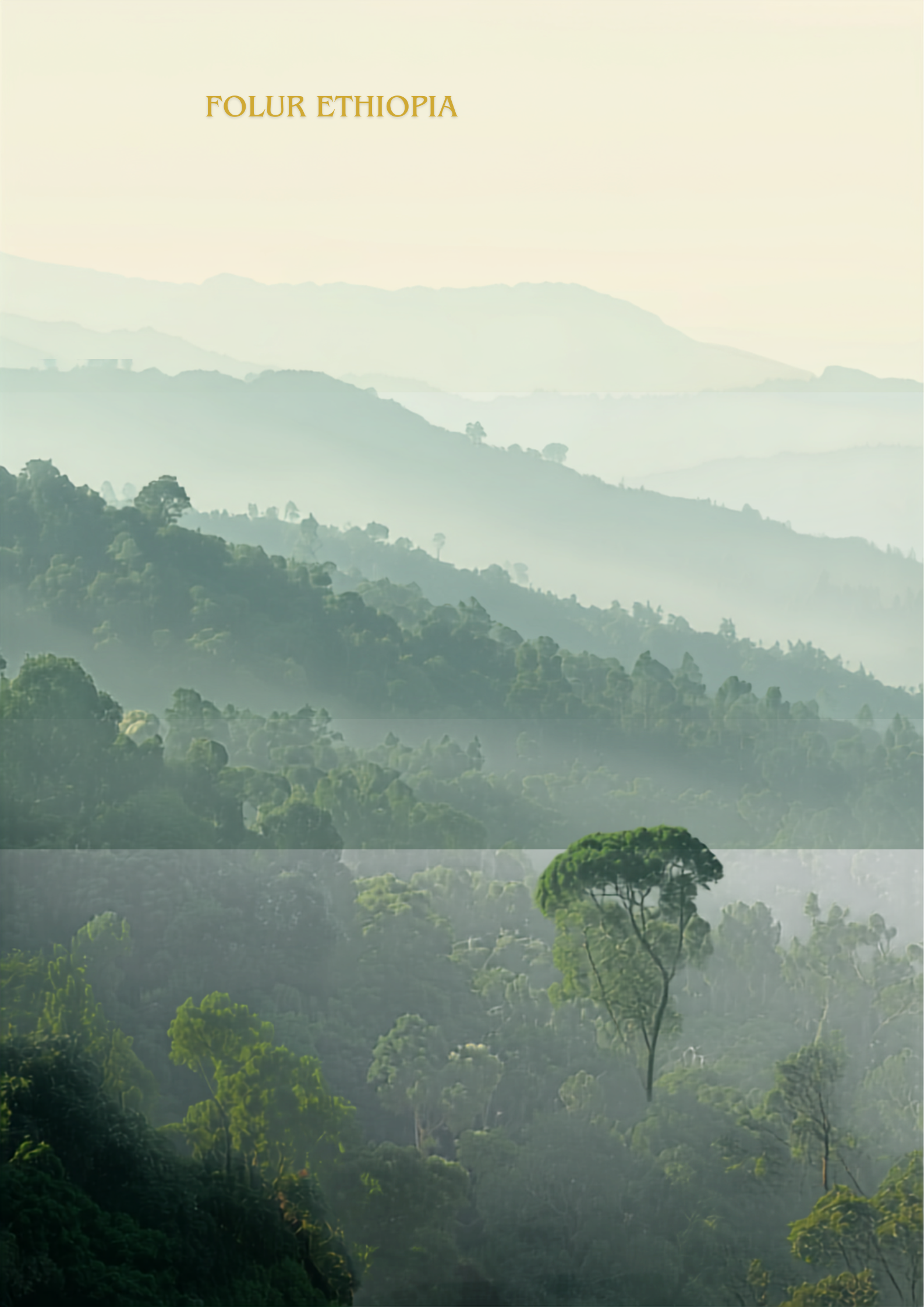 Forest Cover Change Analysis in Ethiopia’s Coffee Forest Systems: A Case Study of the Yayu and Kafa Biosphere Reserves