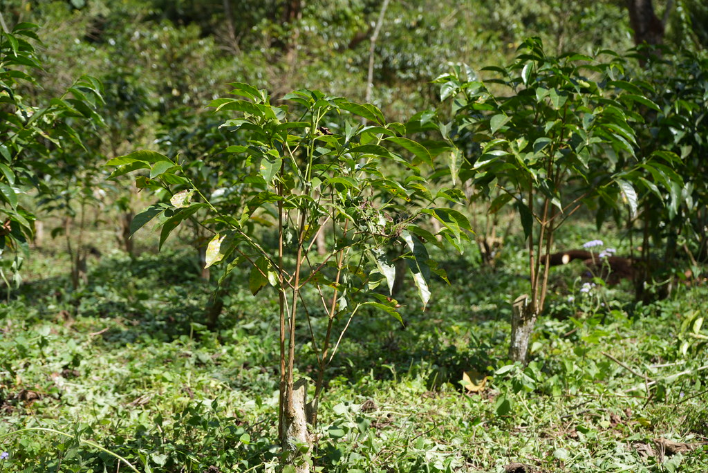 Old Coffee Restoration