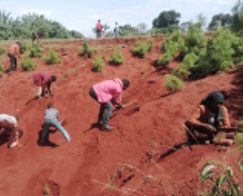 Landscape Conservation and  Restoration