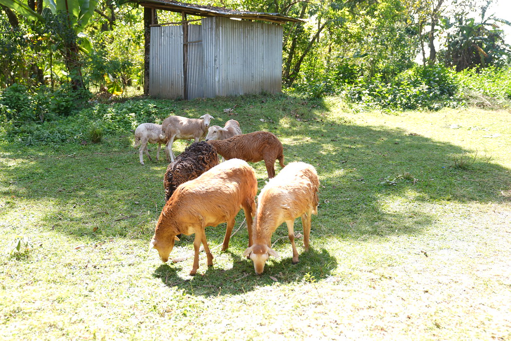 Enhancing rural women livelihood